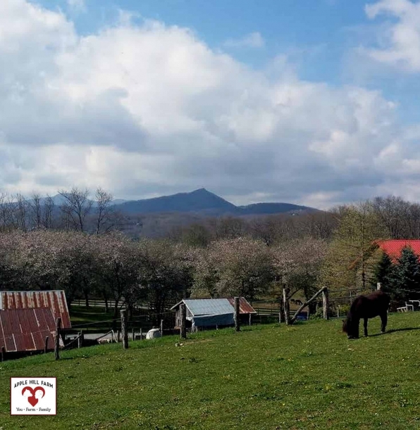 Apple HIll Farm Banner Elk NC.jpg